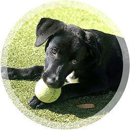 info-policies-dog