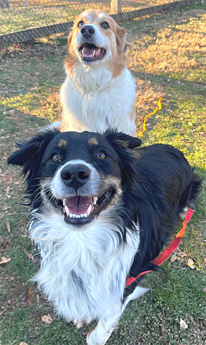 Scout-&-Maggie-Sipher-trim-color